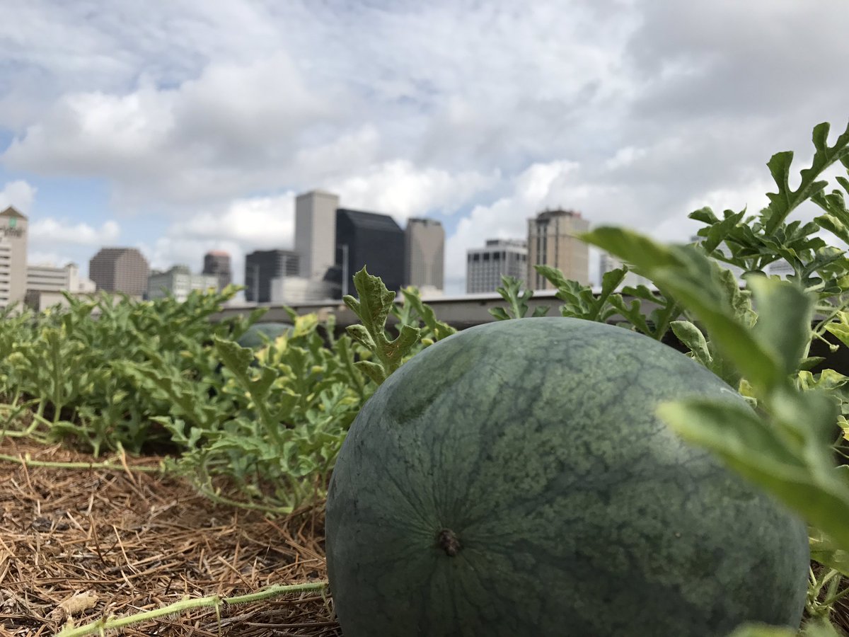 A3: here are some fruits n veggies we've grown in the <a href="/NewOrleansENMCC/">New Orleans ENMCC</a> rooftop garden! #LiveFitNOLA