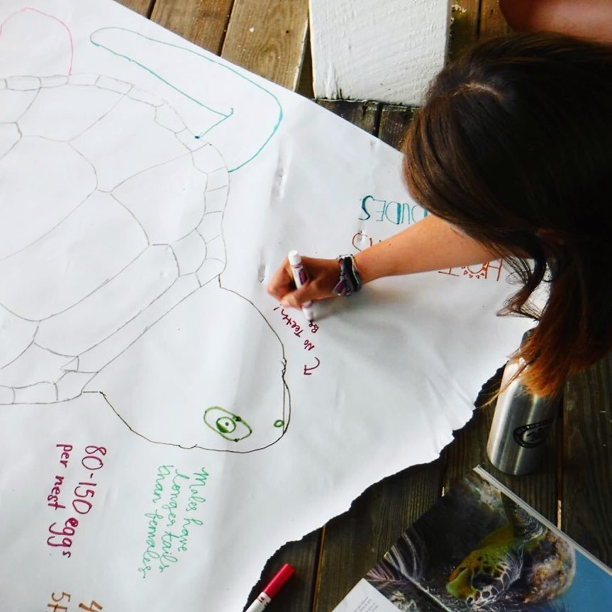 SeaTurtleCamp's tweet image. #MarineBiology Adventure Camp made some impressive #SeaTurtleFact Posters this past summer! Do you know any fun-facts about turtles that we can add!? Drop in the comments below 🐢👇 🐢
#SeaTurtleCamp #LearningIsFun #OceanLovers #WBxNC