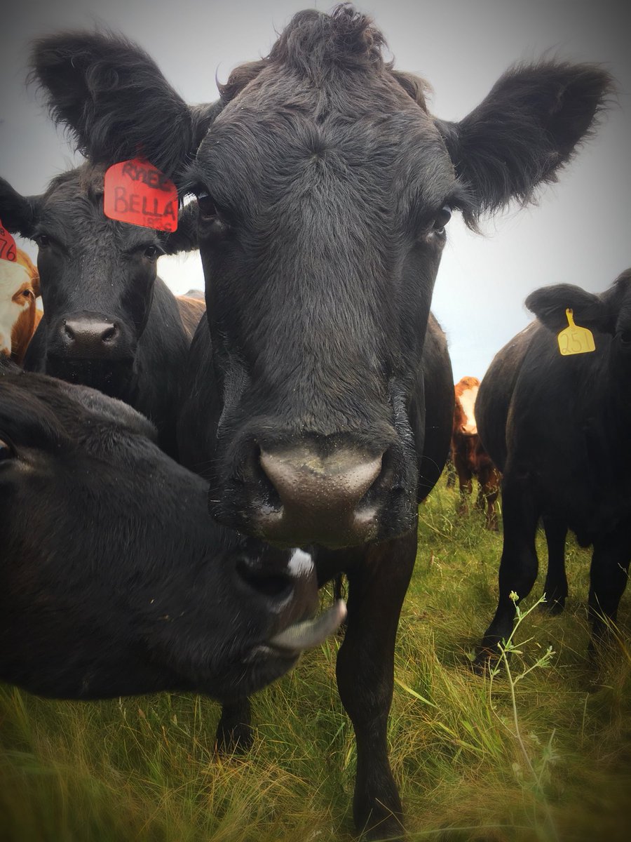 chuiko2's tweet photo. Patiently waiting for these girls to lose interest in me. Looking for a specific calf and can’t do it when they’re all huddled around. #justvisiting #hiBella They finally went grazing & I got to use the @pneudart #firsttime #impressedsofar #stressfree #jobdone #OurFoodHasAStory https://t.co/fyun3dGpSR