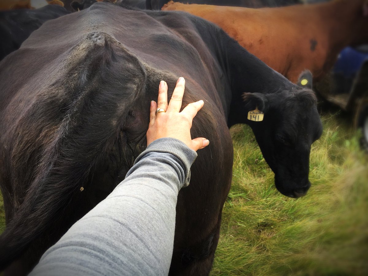 chuiko2's tweet photo. Patiently waiting for these girls to lose interest in me. Looking for a specific calf and can’t do it when they’re all huddled around. #justvisiting #hiBella They finally went grazing & I got to use the @pneudart #firsttime #impressedsofar #stressfree #jobdone #OurFoodHasAStory https://t.co/fyun3dGpSR
