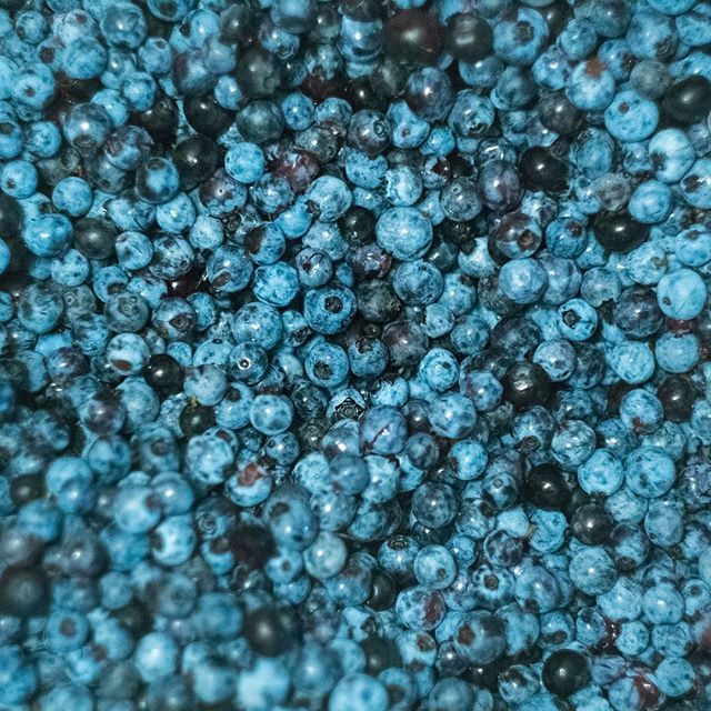 CBCNB's tweet photo. I chose blueberries as part of this #nbtextures takeover because we are nearing the end of blueberry season in New Brunswick. I eat blueberries by the handful. What's your favourite way to eat blueberries? 🔵🍴-AV
.
.
.
#newbrunswick #blueberry #bluebe… https://t.co/fEr8KIRUbu https://t.co/ZU8aSuF9ow