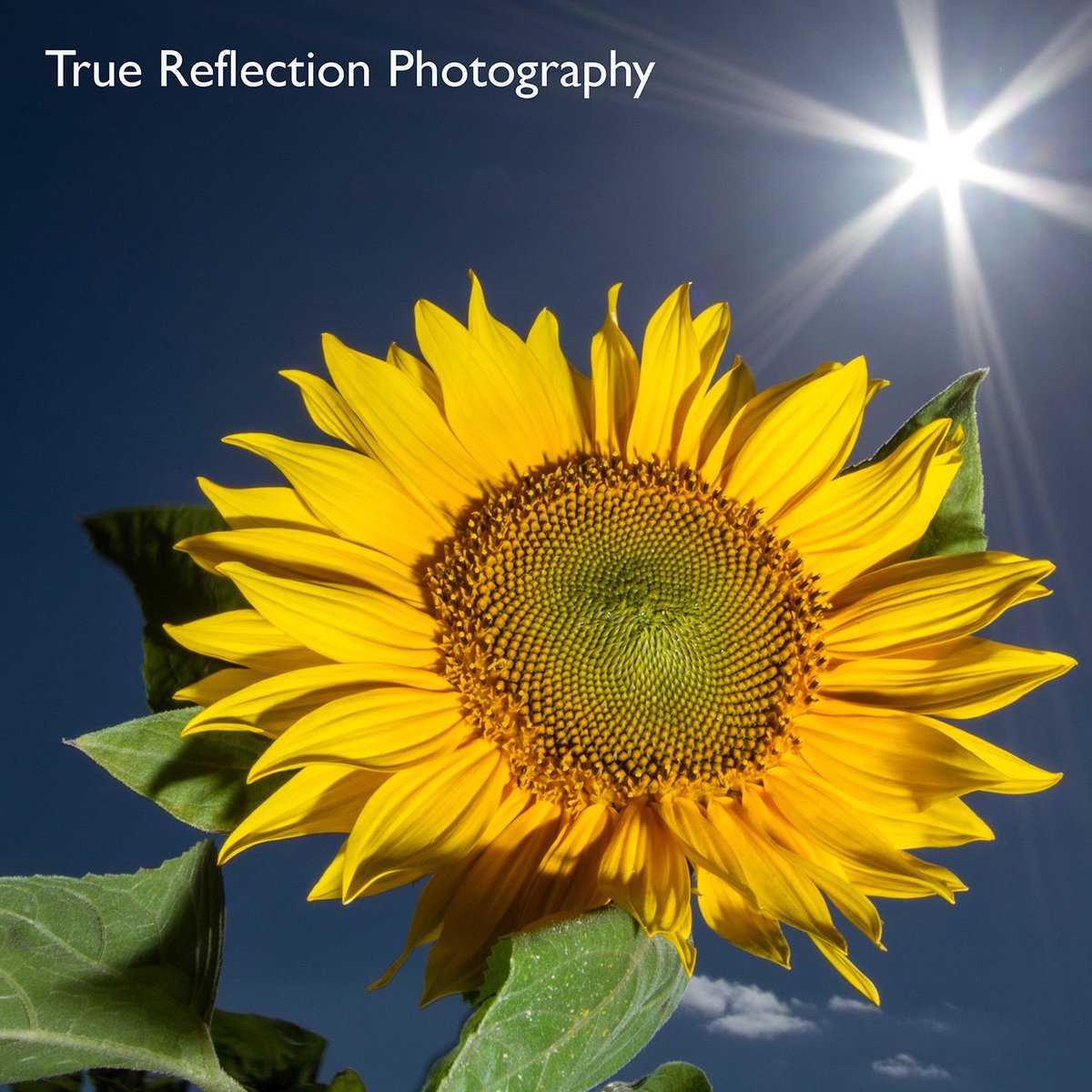 TRPICS1's tweet photo. A sunflower turning it's back on the midday sun, photographed in Suffolk.... @ThePhotoHour #art #suffolk #travel #nature https://t.co/t1c4j4ROZP