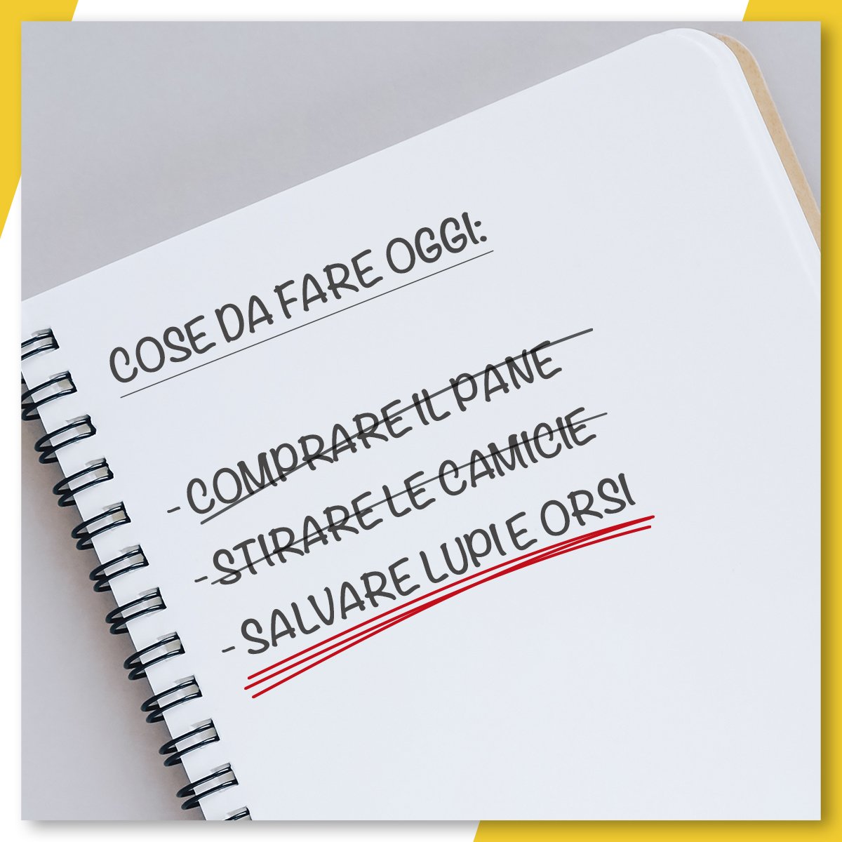 SergioCosta_Gen's tweet photo. L'ho annunciato e l'ho fatto: abbiamo appena impugnato le leggi di #Trento e #Bolzano che prevedevano l'uccisione di #lupi ed #orsi. Leggi incostituzionali.

Ora al lavoro sul #PianoLupi per migliorarlo e portarlo presto in Conferenza Stato-Regioni https://t.co/gPTLHzNN1F