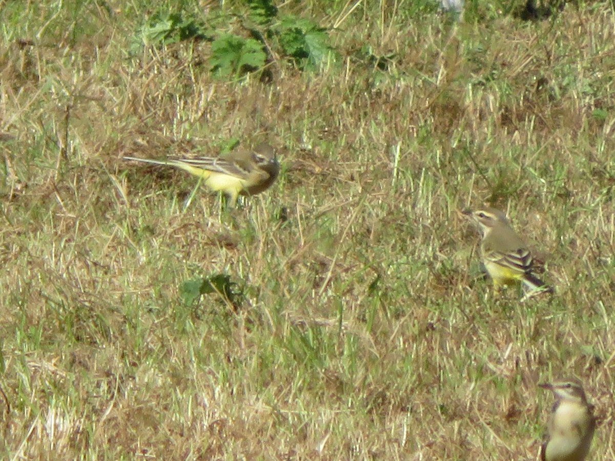 Little egret, yellow wagtails, &amp; GSW today @LHoltonLee @RSPBArne <a href="/NatureofDorset/">Nature of Dorset</a> <a href="/DorsetBirdClub/">Dorset Bird Club</a> <a href="/NatureUK/">NatureUK</a>