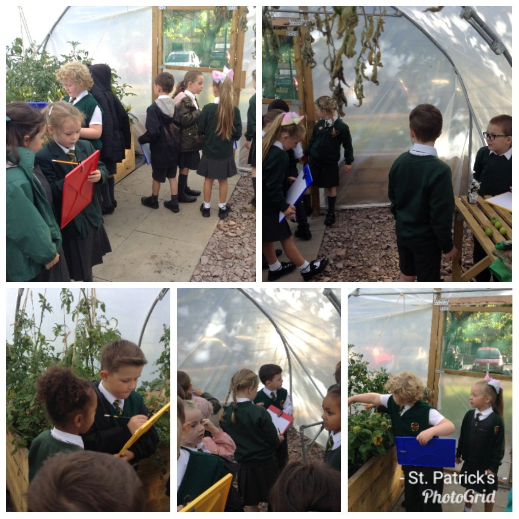 StPatricksPS's tweet photo. Room 4 visited the Polytunnel and worked in pairs to complete a noun hunt and a shape hunt. #usingourresources https://t.co/0Ep5wQ3TrQ