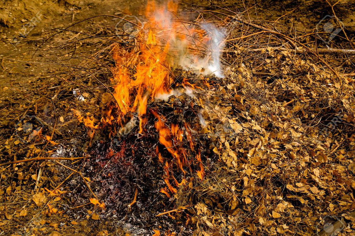 Сжигание веток. Сожженный лист. Сжигание листьев.