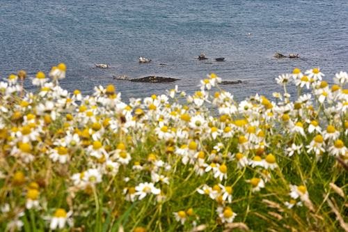Can you spot the seals? 🌞

#WalesCoastPath #Wales #Seals #GreySeal #Wildlife #Cymru #VisitWales #CaruCymru #LoveWales