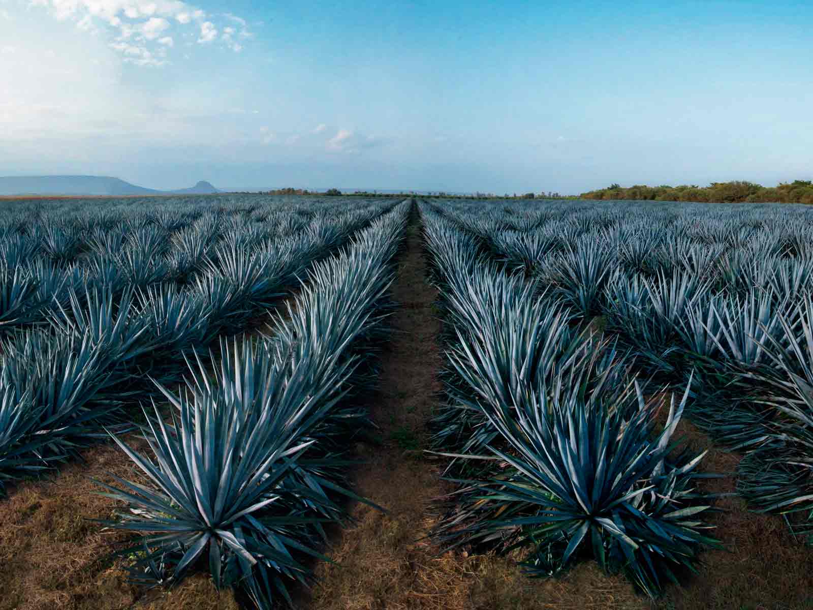 Текила agave