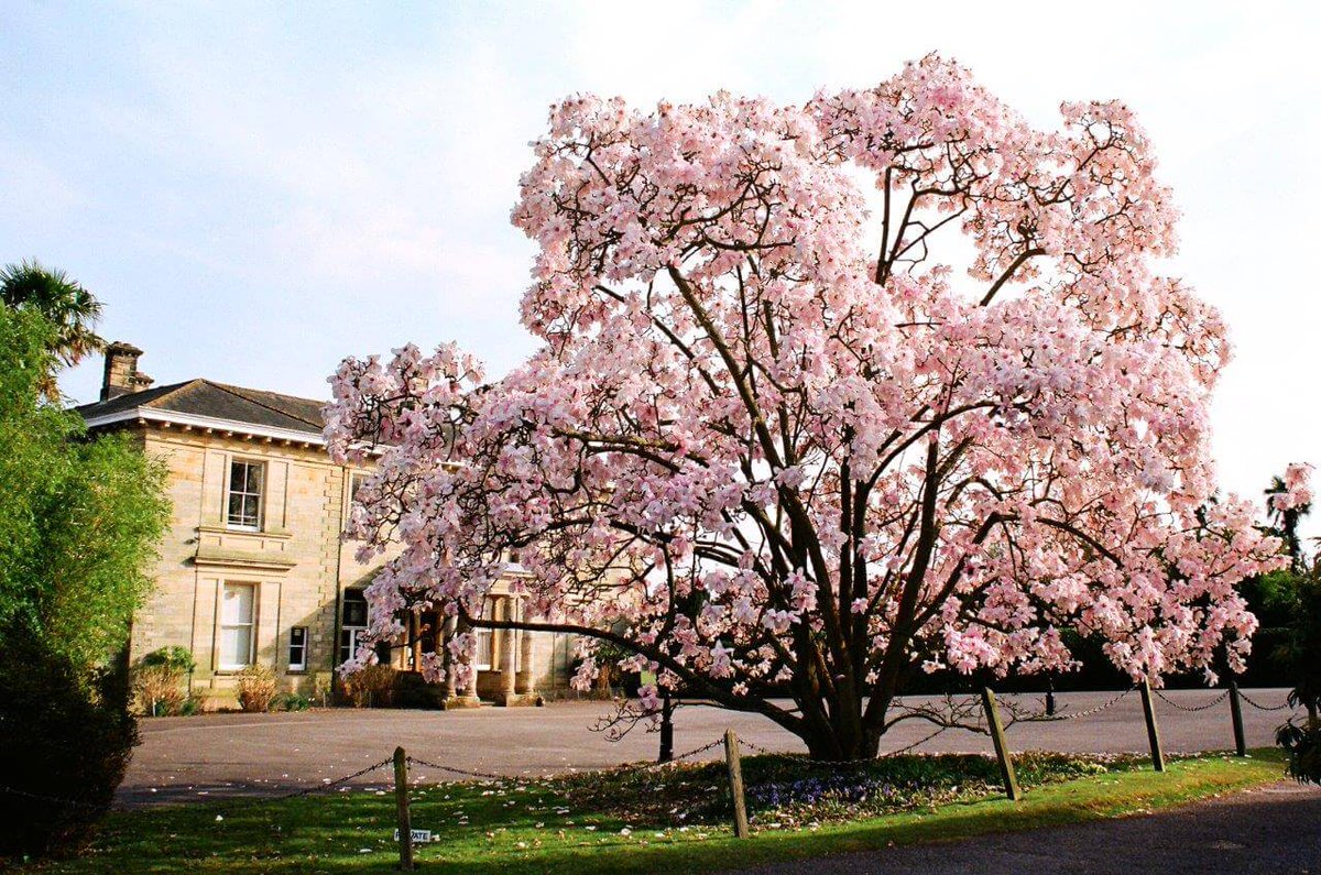 A sneak preview of our beautiful landscaped gardens and 19th century Italianate-style Mansion House.  

#Leonardsleegardens #magnolia #englishgardens #flora #countrylife #italianatehouse