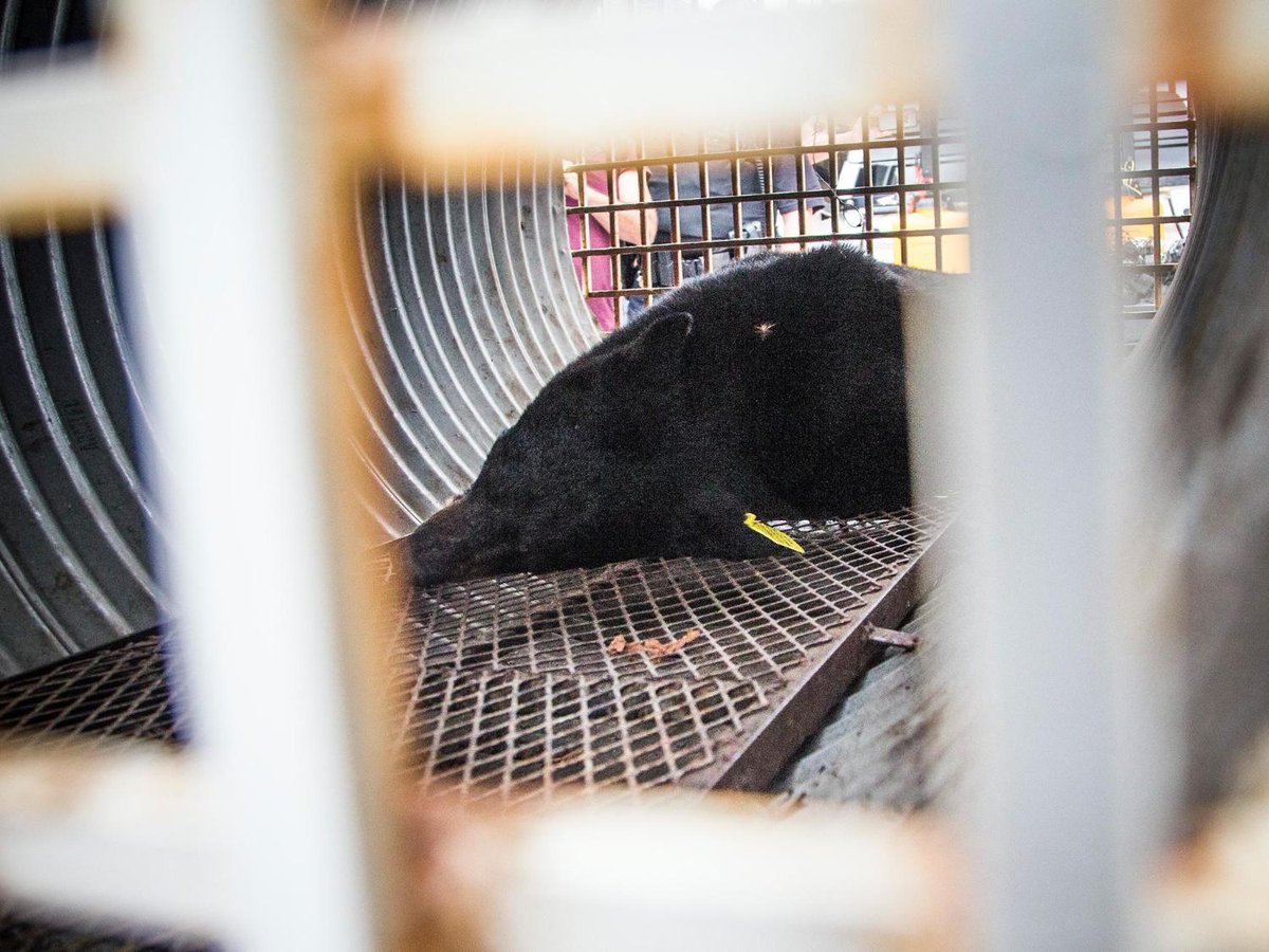 OttawaCitizen's tweet photo. UPDATE: ByWard Market bear released back into the wilderness #ottnews https://t.co/tEzjiEPfNL https://t.co/DNT2SgtLGO