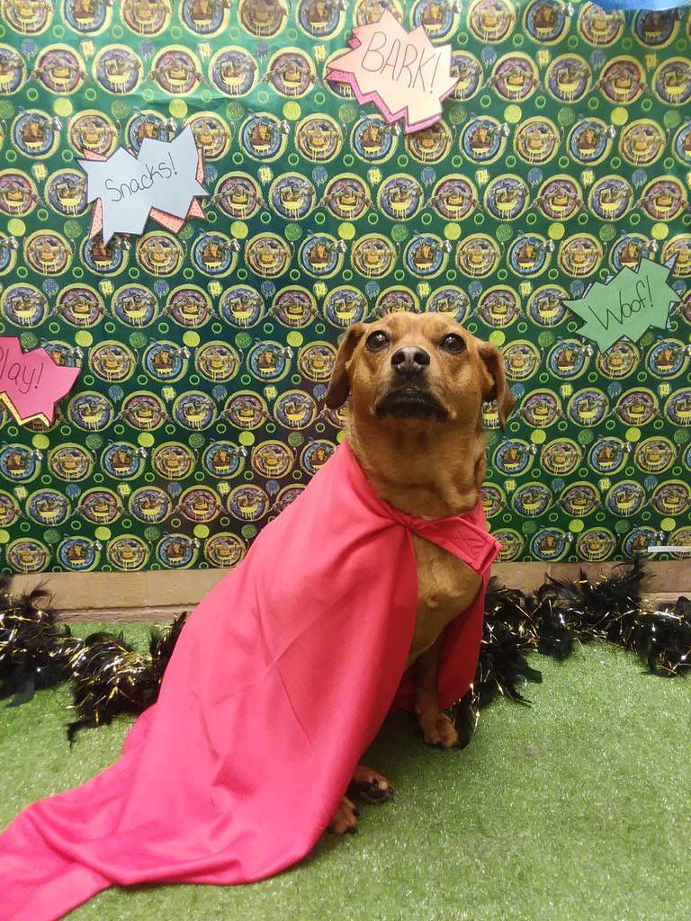 hotelsINDY's tweet photo. Let's see those Super Paws pictures!! Use #petsmartparties to show us your pup's picture! 🐶📸

@LifeatPetSmart https://t.co/xBQ8ow4PO1