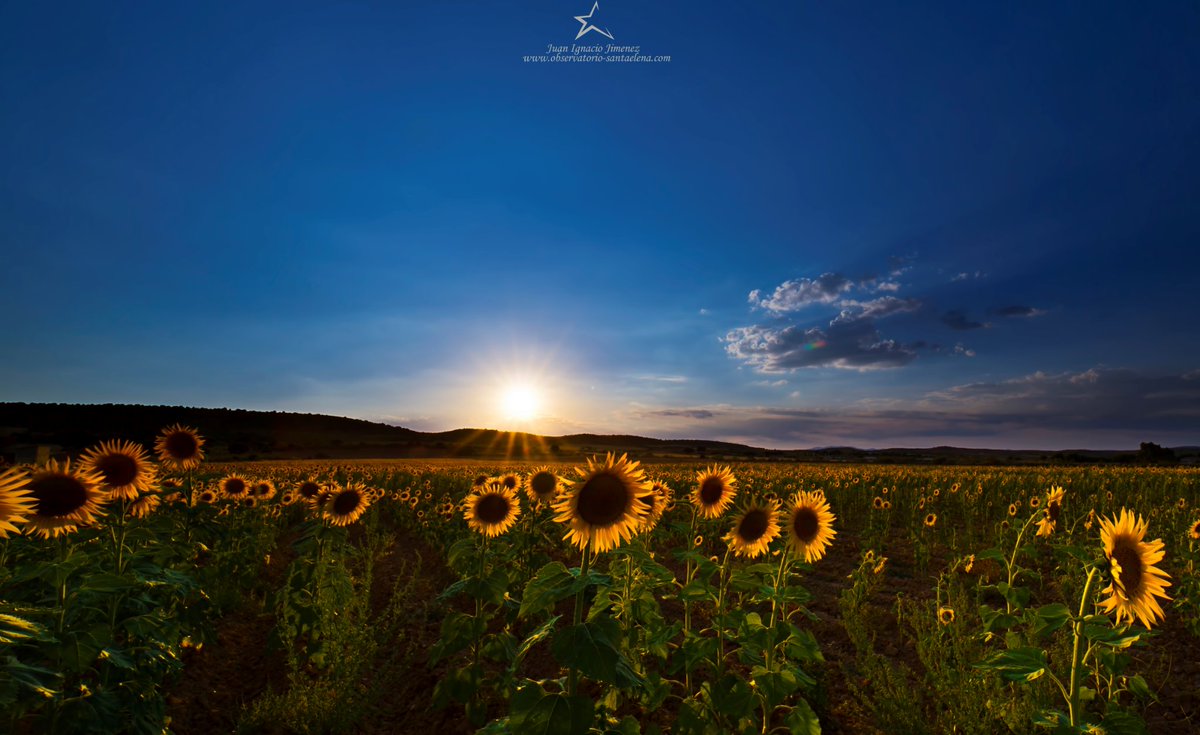 jijc76's tweet photo. SunFlowers from Razbona with:
Canon 6D, Irix 15mm and Lucroit graduated filter
#canon_photography #photography #fotografia #paisajes #landscape #sunsets @LucrOit @Irix_Lens https://t.co/nzOm83DpCR