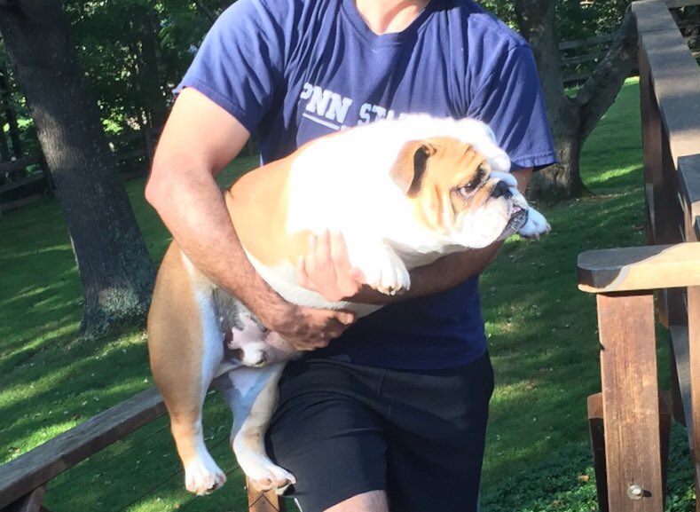 farleythebull's tweet photo. It’s embarrassing when my human brother has to carry me away from making trouble‼️ https://t.co/tc6eZEJS9P