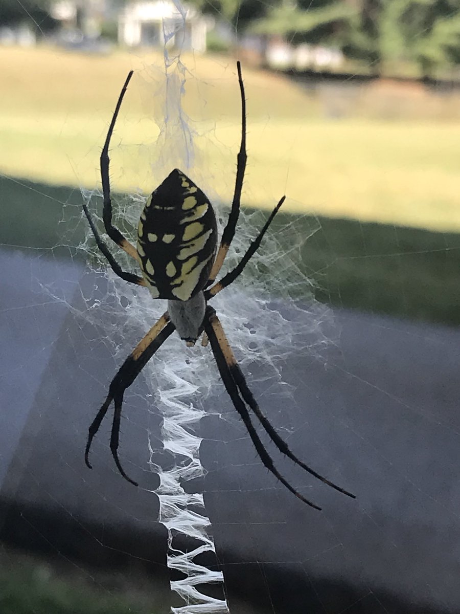 SPEDtacularTch's tweet photo. Charlotte the spider is still alive and well! We have daily checks and have seen her have breakfast and lunch! #TCMSoars #CharlotteTheClassSpider https://t.co/NtbXJfoPYb