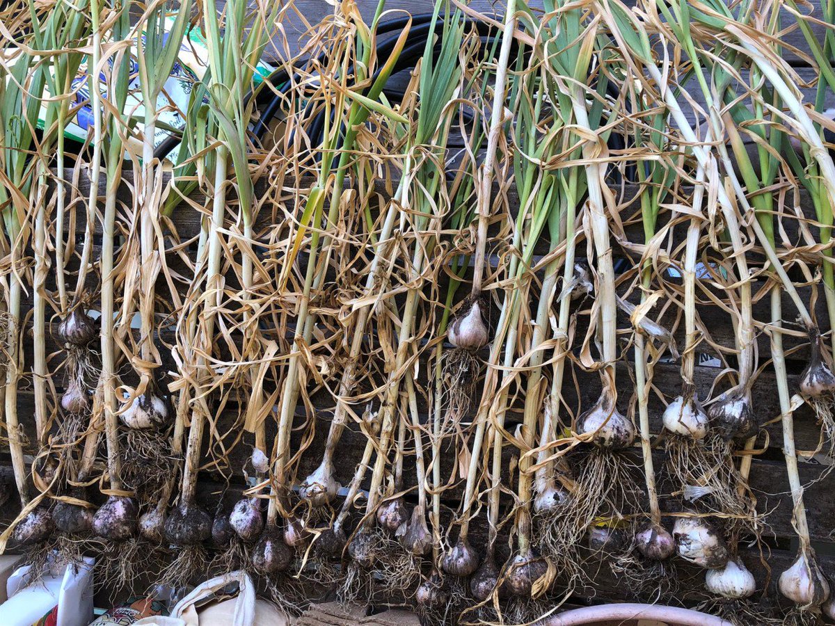 Garden Garlic 🌿 Wish you could smell the deliciousness from the garden🤗
.
.
.
#PSO #PlantSuccessOrganics #PlantSuccess #Mycorrhizae #beneficialBacteria #Soil #Beneficials #OrganicGarden #HomeGarden #HomeandGarden #Growyourfood #GardenLove #Organic