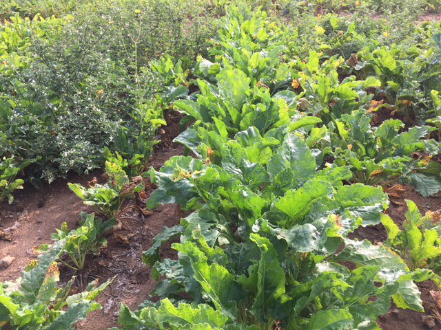 Essais lignée betteraves sucrières en zone forte rhizomanie. Très beau screening et une belle variabilité génétique <a href="/GroupeFDesprez/">Florimond Desprez</a> <a href="/AKERBett/">AKER-betterave</a> #betteraves #Diversity #genetics #rhizomanie #plantbreeding