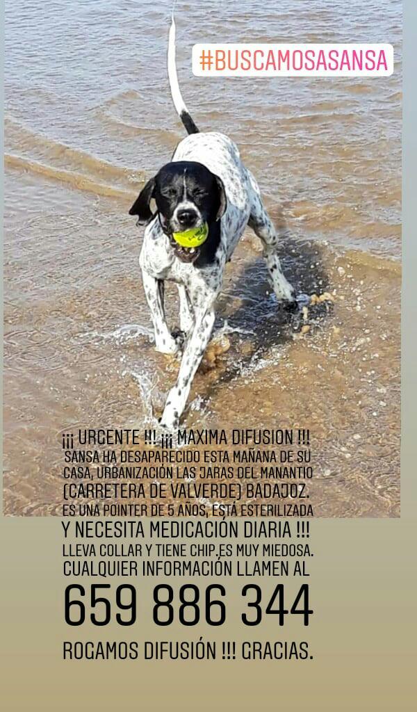 sosperrosbdjz's tweet photo. ✔¡¡¡ URGENTE !!!
SANSA ha desaparecido esta mañana de su casa, Urbanización Las Jaras del Manantio #BADAJOZ. 
Es una pointer de 5 años y ✔NECESITA MEDICACIÓN DIARIA.
Lleva collar y tiene chip. Es muy miedosa.
⚠Cualquier información llamen al 659 886 344
#BuscamosaSansa https://t.co/AvPCmCSToY