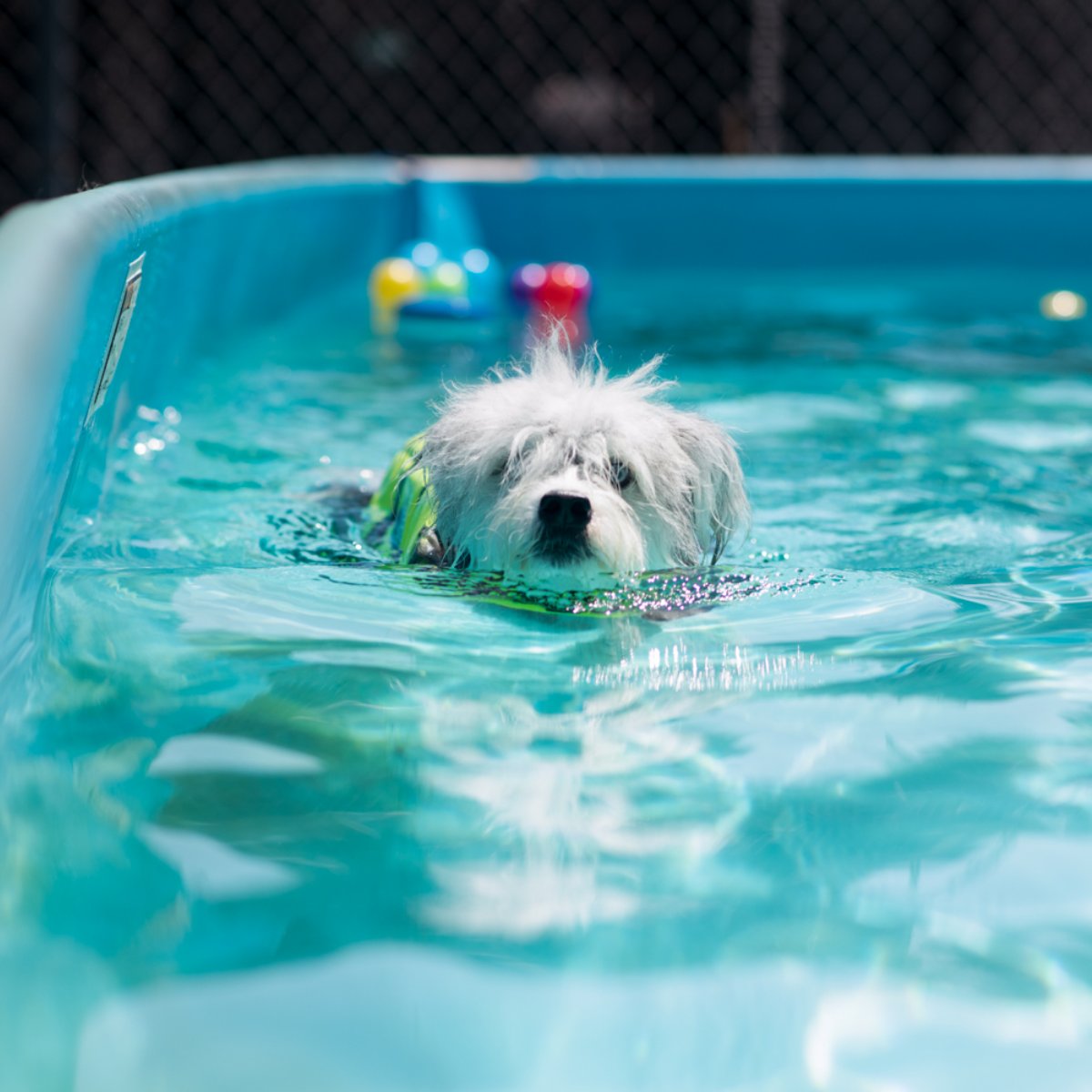 Top 85+ imagen the kennel club lax Abzlocal.mx