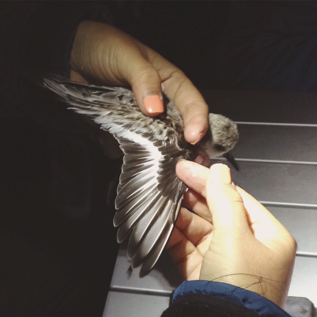 Happy #WorldShorebirdsDay! 
A #tbt to the field practical portion of the shorebird banding course, at @whsg2017 in Paracas, Peru! 
In this series, @eveconnection places the rings/bands + flags on the legs of both Western Sandpipers & Sanderlings
#shorebirds