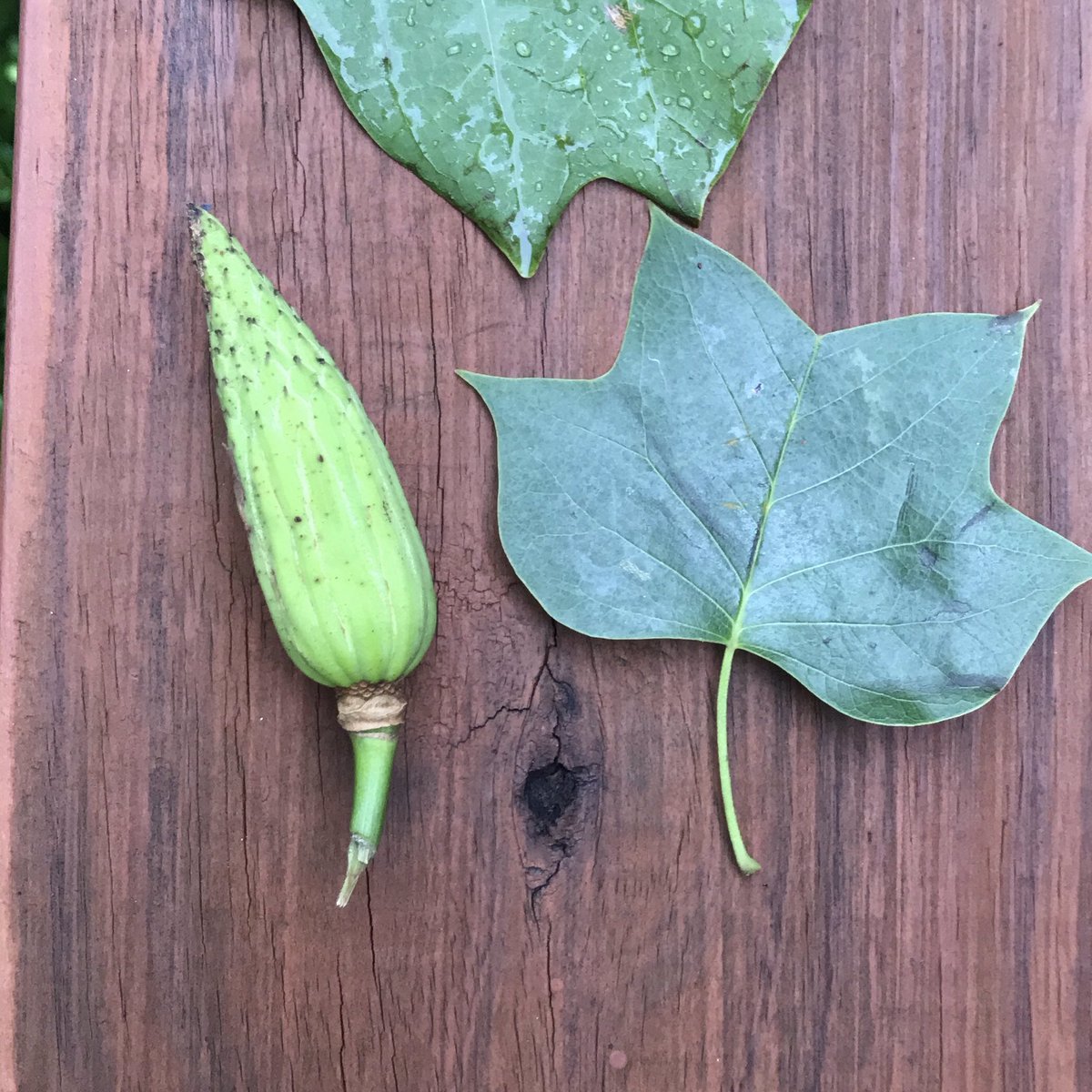real88caprice's tweet photo. IDed a tulip poplar tree with the kids recently. 
No computer, phone, or internet.
Books only!
Great evening activity. 
Try it out!
#BasicDadStuff
#dadlife https://t.co/HkWelfEWcO