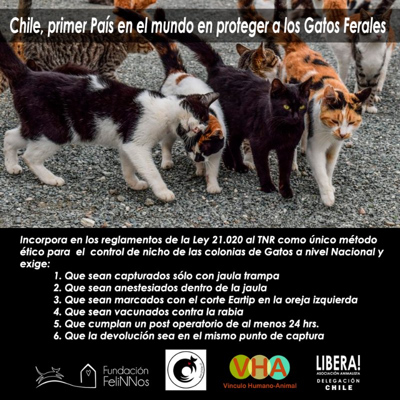 LiberaCL's tweet photo. Gatos de Colonia protegidos por Ley en Chile.  Seguimos gestionando y trabajando por el bienestar y protección animal. Asociación Libera https://t.co/rwh6SKRQeL