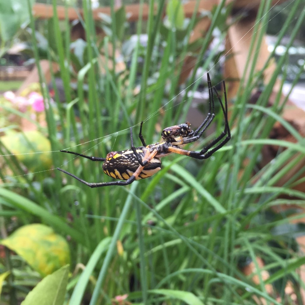 GoHappyHerping's tweet photo. A black and yellow argiope spider has made its home next to my love bug-attracting chive blooms on my deck. And I thought it was a southern “banana” spider. #SpidersAreCoolToo https://t.co/eDxcnfUjnb