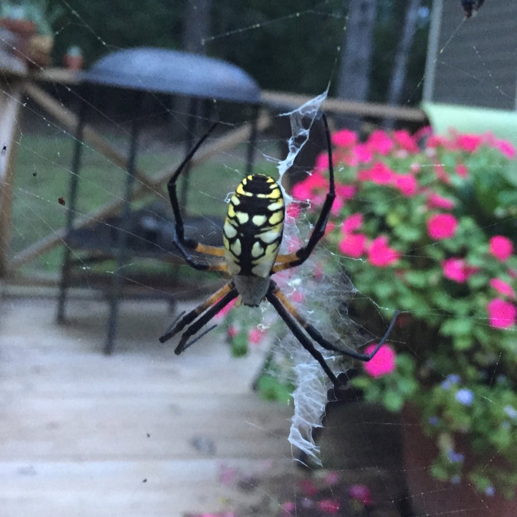GoHappyHerping's tweet photo. A black and yellow argiope spider has made its home next to my love bug-attracting chive blooms on my deck. And I thought it was a southern “banana” spider. #SpidersAreCoolToo https://t.co/eDxcnfUjnb