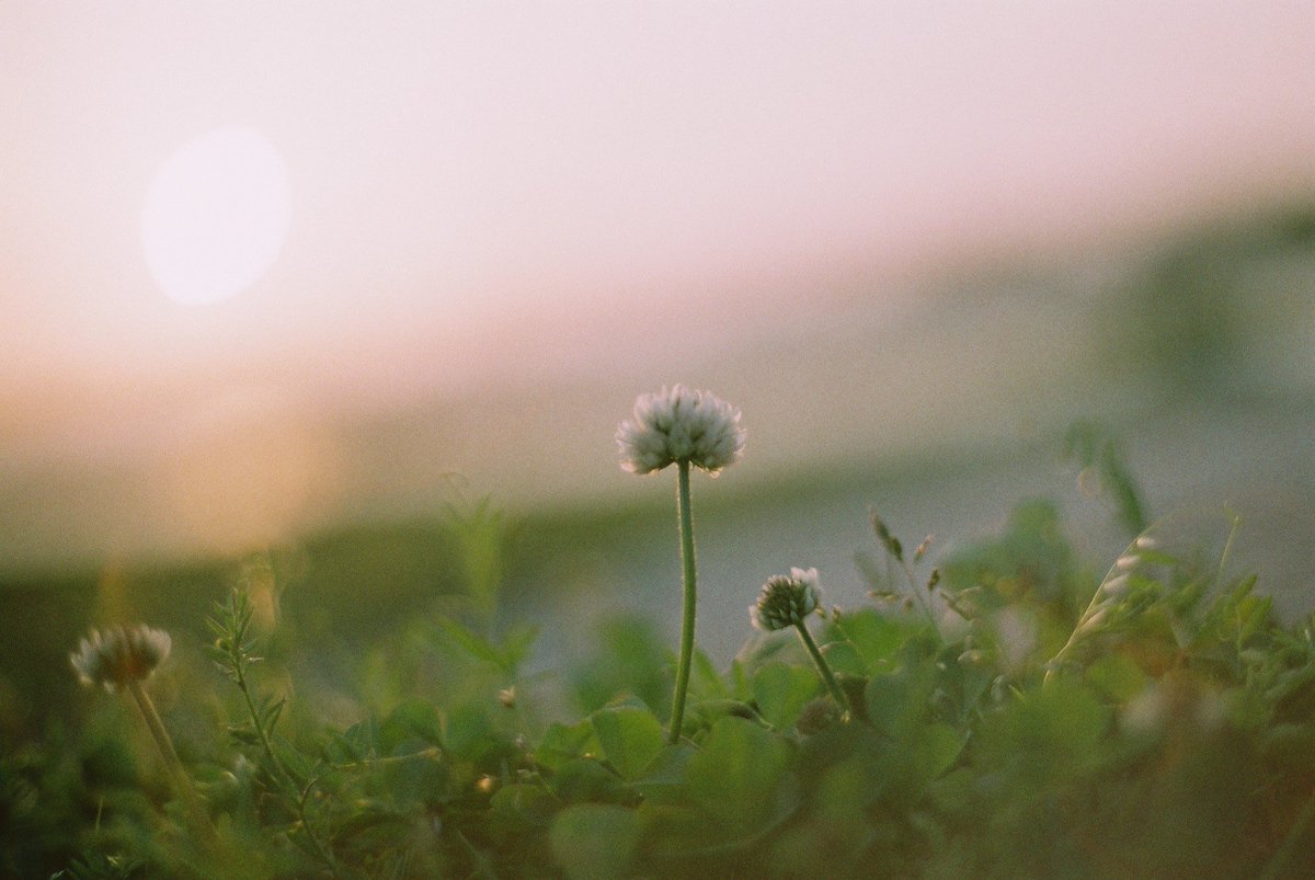 txispic__'s tweet photo. 春に撮ってたフィルムを現像してきた.

#film #coregraphy https://t.co/C5pXYHvhBg