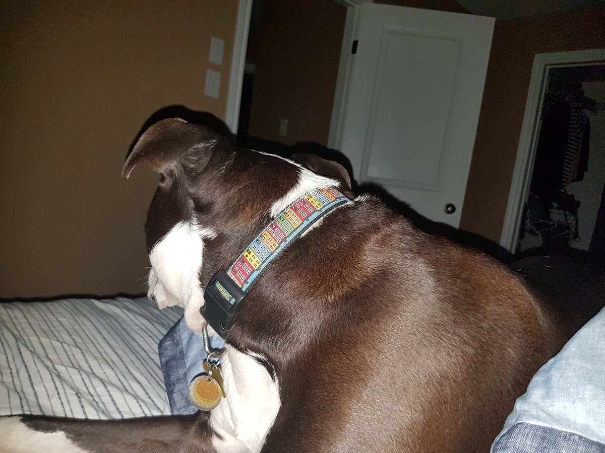 pitcherplantnl's tweet photo. Behold! The mysterious scaredy-dog. #nothunderplease https://t.co/7hjzjrOeG5
