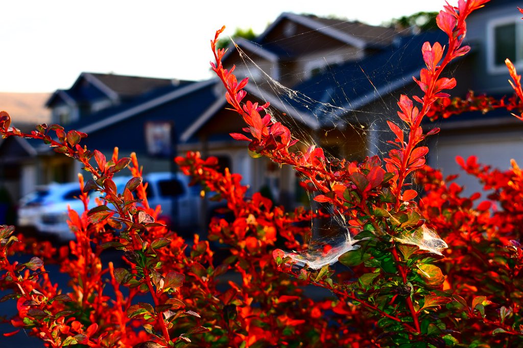 Platoesq's tweet photo. Decided to shoot some digital outside this evening. Messing around with the 5600’s settings, decided on Super Vivid. So, no need for Lightroom... 😎🤓
#digitalphotography #ishootdigital #Nikon #Nikonphotography https://t.co/nR041UGeF2