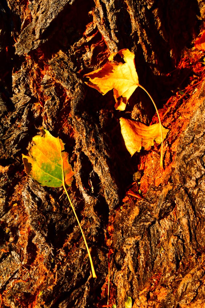 Platoesq's tweet photo. Decided to shoot some digital outside this evening. Messing around with the 5600’s settings, decided on Super Vivid. So, no need for Lightroom... 😎🤓
#digitalphotography #ishootdigital #Nikon #Nikonphotography https://t.co/nR041UGeF2