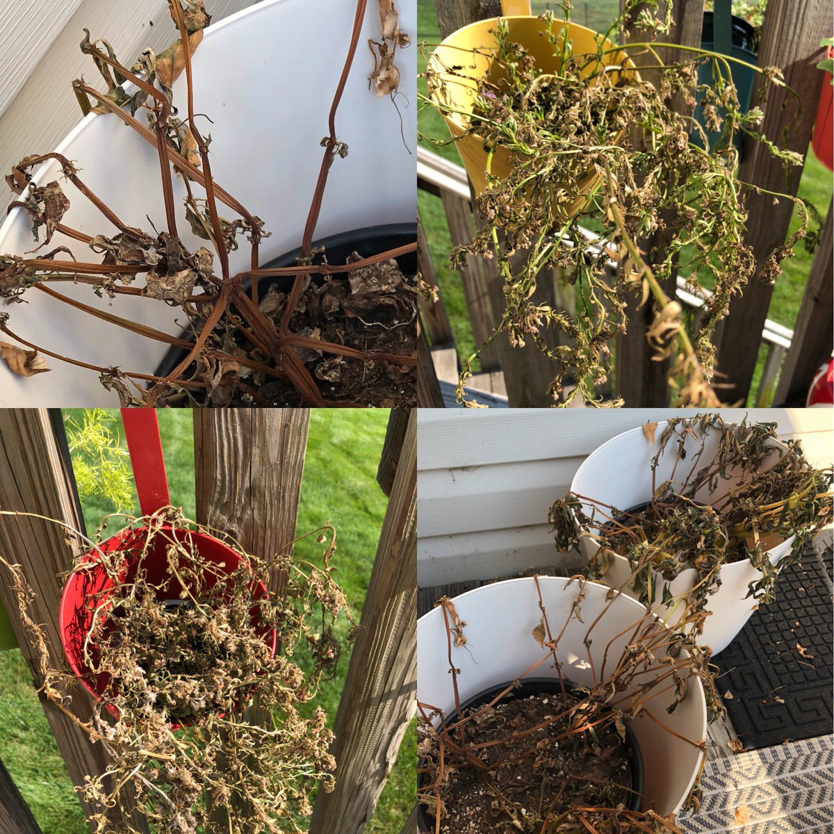 thomasdrayton's tweet photo. I think it’s safe to say my green thumb has fallen off! #NeverHadAChance #NeedsWater https://t.co/nmhOUk7zgJ