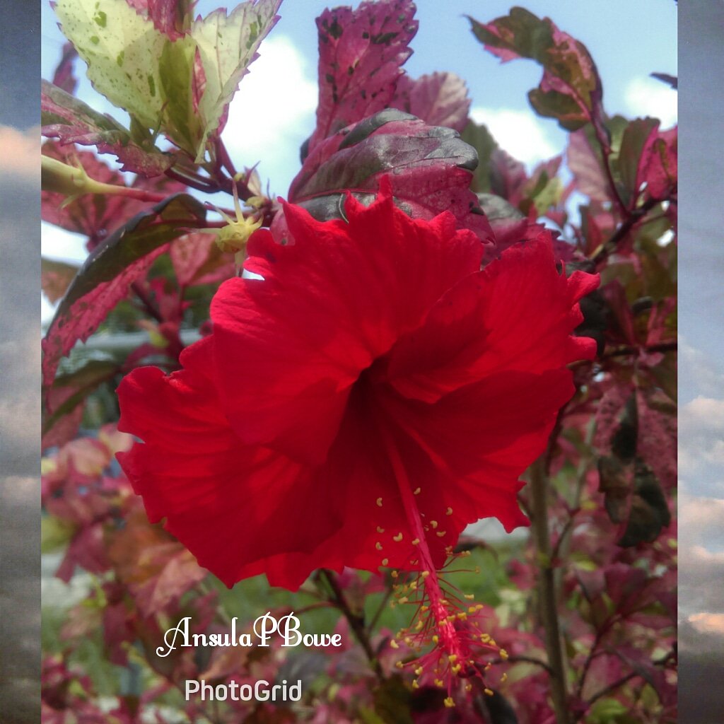 ansula_bowe's tweet photo. #phonephotography #naturephotograpgy #floweroftheday #colorsoflife #poppinred #leaves #burgundy #naturelover #mindbodynsoul #healthy #bible #holyspirit #trustgod #nevergiveup #fastnpray #weaponofpraise #speaktheword #positivevibes #worship #jesuslovesyou #warriorprincess https://t.co/pHI7f7iHR6