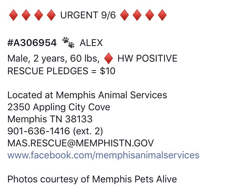 reddogsusie's tweet photo. #TN #MEMPHIS
๐๐CRITICAL Alex 2yo boy hw+ found stray, a chilled out dude with nice manners, affectionate & amazing golden eyes. Longs to be loved & have a new best friend! Pls #ADOPT #PLEDGE #RESCUE #FOSTER #A306954
https://t.co/b9EsWt2az5 https://t.co/1aIXdSJ8zX