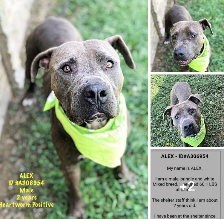 reddogsusie's tweet photo. #TN #MEMPHIS
๐๐CRITICAL Alex 2yo boy hw+ found stray, a chilled out dude with nice manners, affectionate & amazing golden eyes. Longs to be loved & have a new best friend! Pls #ADOPT #PLEDGE #RESCUE #FOSTER #A306954
https://t.co/b9EsWt2az5 https://t.co/1aIXdSJ8zX