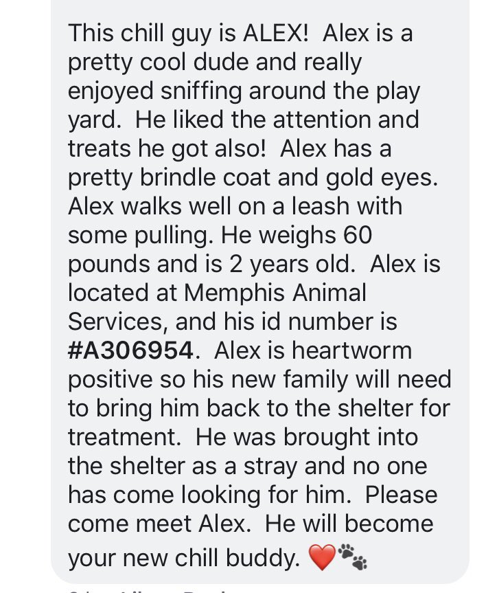 reddogsusie's tweet photo. #TN #MEMPHIS
๐๐CRITICAL Alex 2yo boy hw+ found stray, a chilled out dude with nice manners, affectionate & amazing golden eyes. Longs to be loved & have a new best friend! Pls #ADOPT #PLEDGE #RESCUE #FOSTER #A306954
https://t.co/b9EsWt2az5 https://t.co/1aIXdSJ8zX