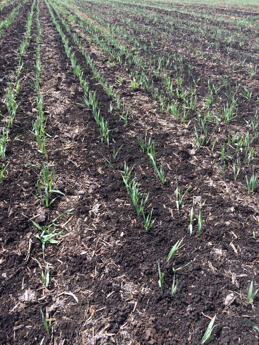 Stripcat sown barley with our twin coulter attachment in South West UK. Versatility in a very affordable cultivator/drill/strip till.