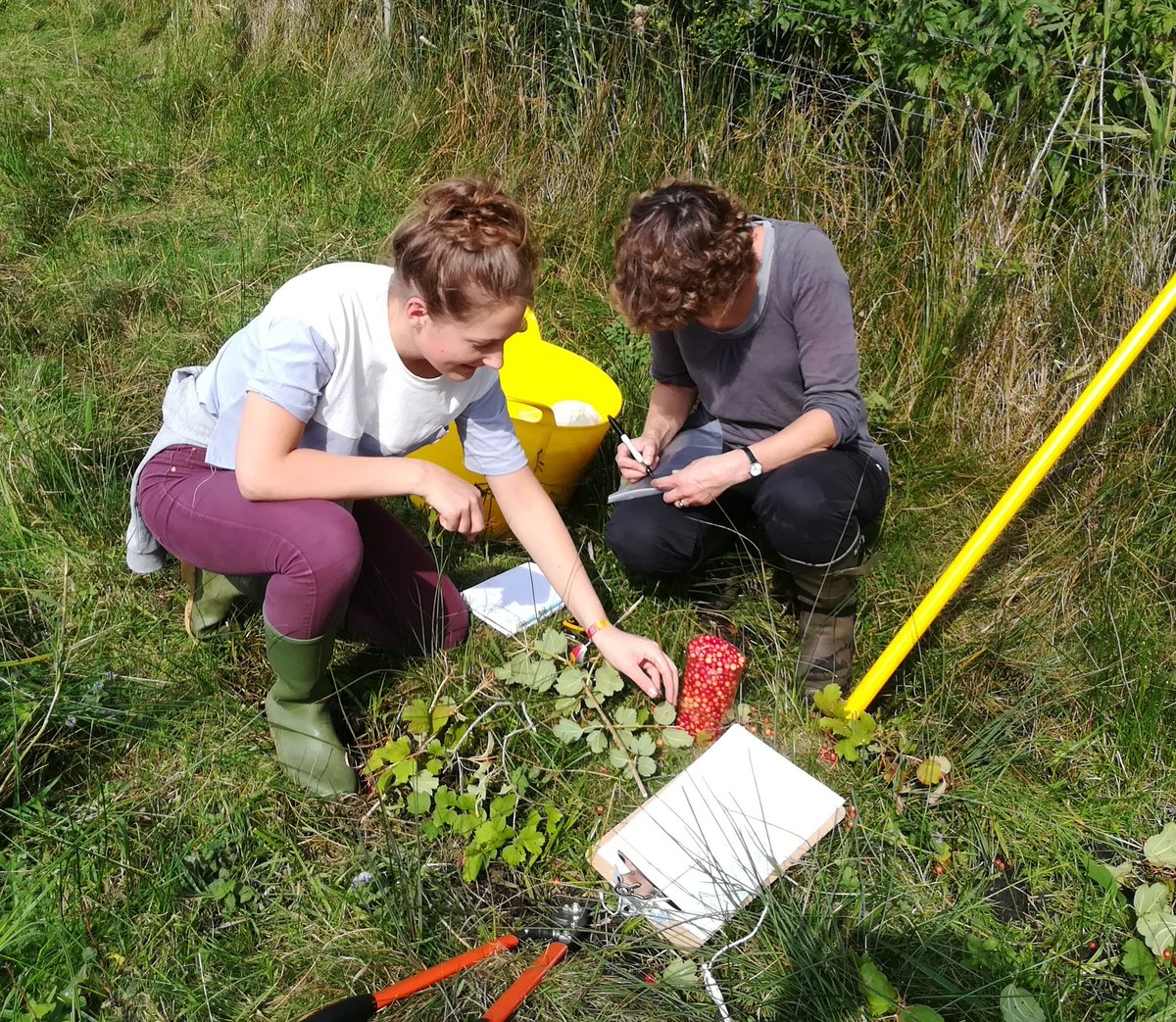 Goodwin_Pip's tweet photo. Collecting Guelder Rose fruits for  @Kew_MSBUK #uktreeseeds at @suffolkwildlife Market Weston Fen. https://t.co/HOKZY0bvW0