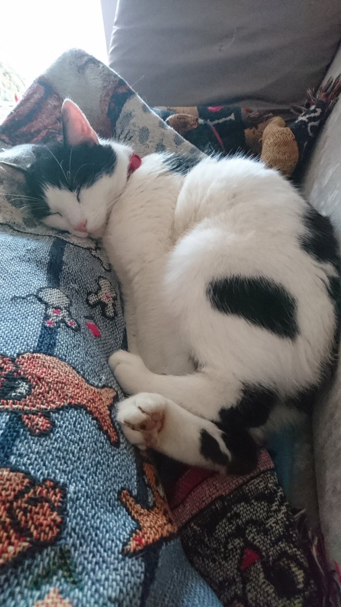 🐕 HARRY #cat #missing #Hull area 
Male Cat (Neutered) Adult 
Has no tail. 
Lost 04 Sep 2018 
Lymington Garth, Boothferry Estate, #Hull 
#HU4 No tail. Very friendly. Black and white markings are like a dairy cow.
Please RT 
<a href="/Lil_Devil_66/">Kelsey Wayne</a>