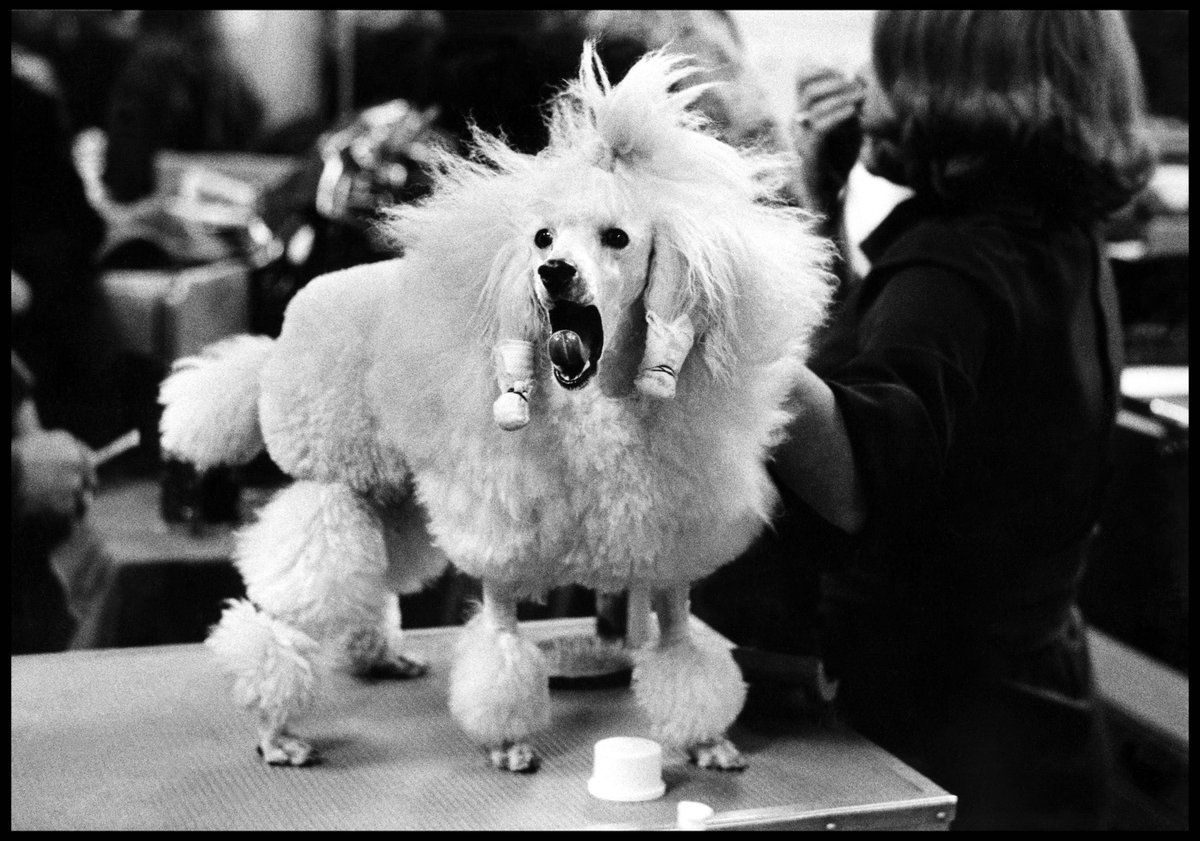 MagnumPhotos's tweet photo. New on the Magnum Shop: Bring classic Magnum images into your home this fall with these @PlinthUKart products: https://t.co/01ikhcbSMn

© Elliott Erwitt/Magnum Photos https://t.co/o860p1TrYU