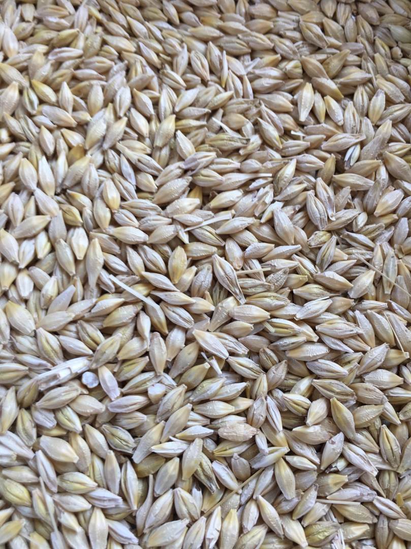 SeCanLauren's tweet photo. A little CDC GoldStar #malt #barley harvest going on at Biggar #Sask watch for this brand new variety in a few short years #Harvest18 #PrairieMalt https://t.co/rEzPdDCWs0