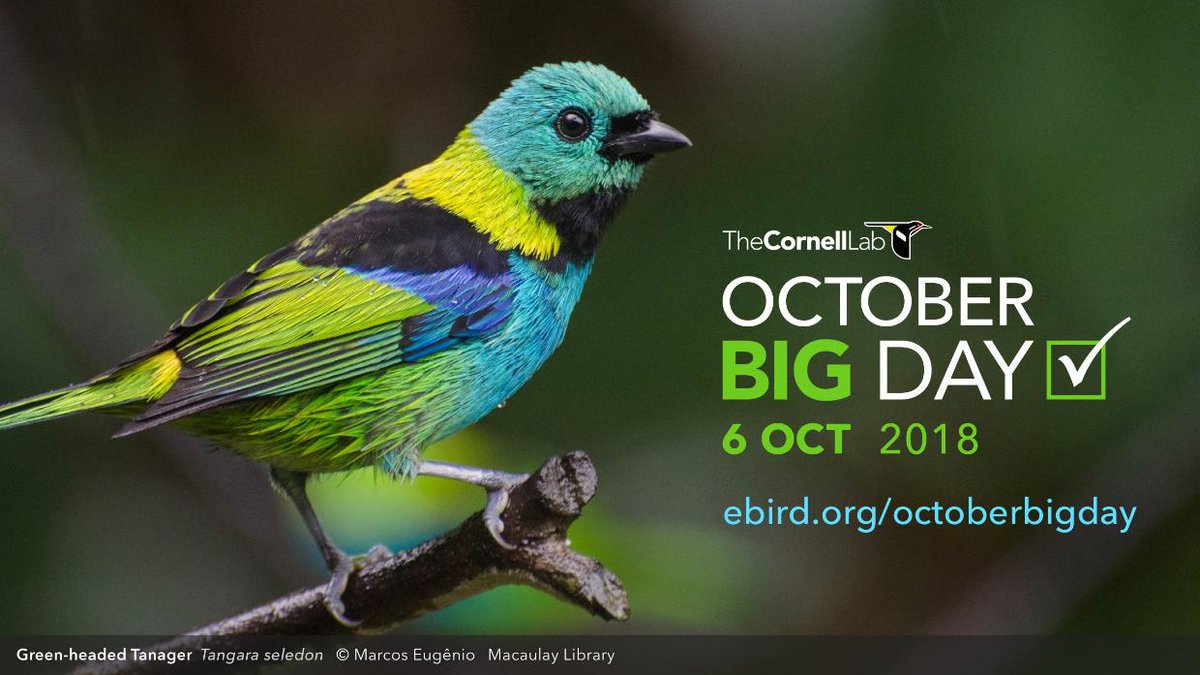 #OctoberBigDay is one month away! On October 6, the world's birders will join together for a day of pure birding fun. Can we see half of the world's birds in one day? If #GlobalBigDay can do it, so can October Big Day! Where will you be birding? ebird.org/news/october-b…