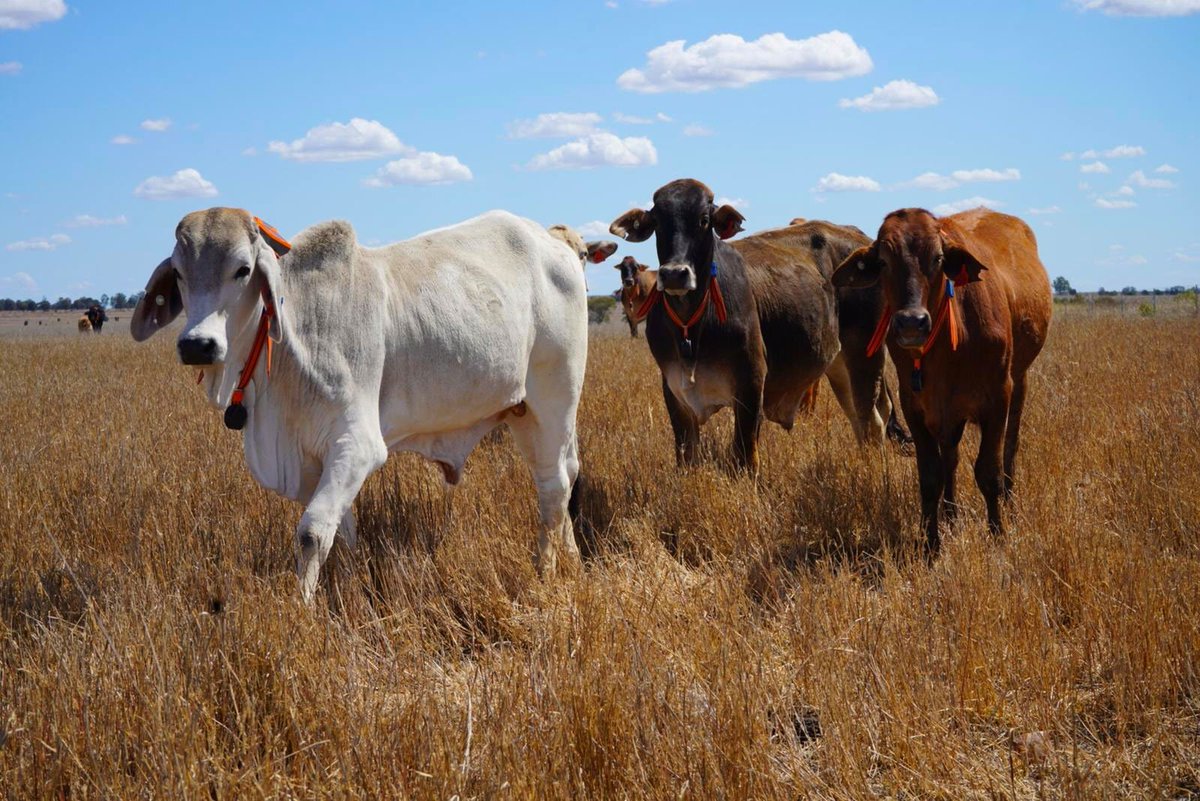 agersens_aus's tweet photo. Clarabelle and friends proudly wear their latest accessory: the eShepherd animal management collar including virtual fencing, herding and more #beef #cattle #virtualfencing #virtualherding #clarabelle #IoT #agtech #agritech https://t.co/9DQUc0ve8A