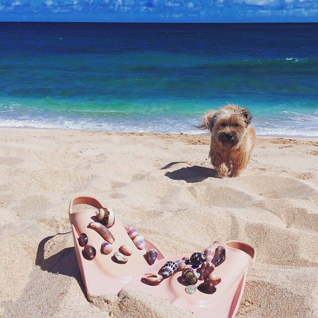 visual_supply's tweet image. beach findings 🐚🌊😍