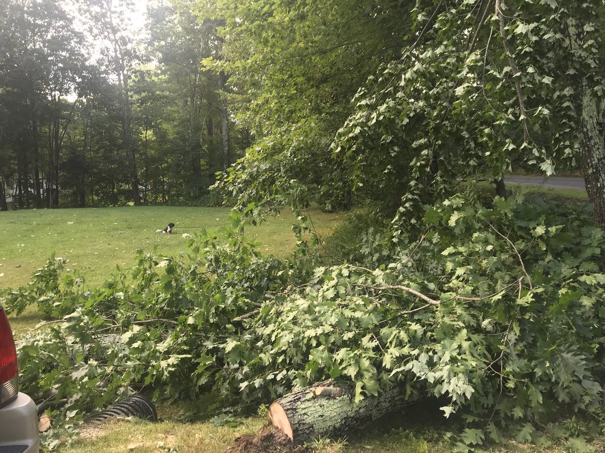 carrieinmaine's tweet photo. Ok. I need sympathy from everyone. Hereโs more. A giant tree fell down in our driveway...power lines down...and there is my crazy dog in the background barking at everything in her site. #nopower #nowater #noflushing #noshowers https://t.co/pquEL7zJkU