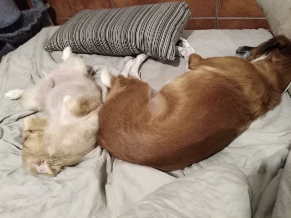 naida_101's tweet photo. De verdad que no se puede estar mรกs agusto ... No tendrรฉ la cama entera para mi,aunque duerma en una esquina,esto no lo cambio por nada ๐#misbichos https://t.co/irnvG9Az2l