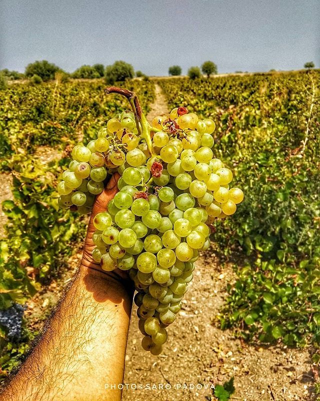 I G D E T A I L S

FOTO DI @saropadova
L U O G O #ispica
L O C A L M A N A G E R <a href="/carmelo_falco/">carmelo falco</a>
T A G #ig_ragusa #ragusa 
M A I L igragusa.ad@gmail.com
anche su F A C E B O O K &amp; T W I T T E R 
S E G U I @ig_rasa_ @ig_sicilia_ <a href="/igworldclub/">igworldclub</a> @igsiracusa 
… ift.tt/2oJq6u2