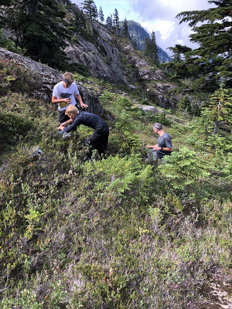 dheyting's tweet photo. Working on the harvest near Mt. Index #youcanbemyhuckleberry #pnw mountain huckleberries rock! https://t.co/4xjk8ieZyz