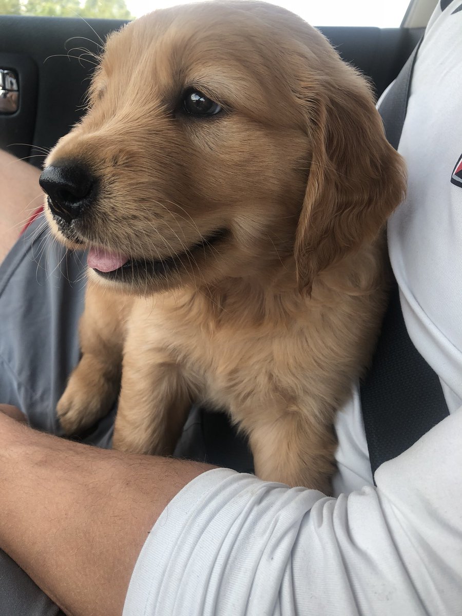 KoreyRaye's tweet photo. This is Graham! He got to come home to mom and dad today and is very happy but also very unsure about this whole “leash” thing @dog_rates https://t.co/vDELh99xad