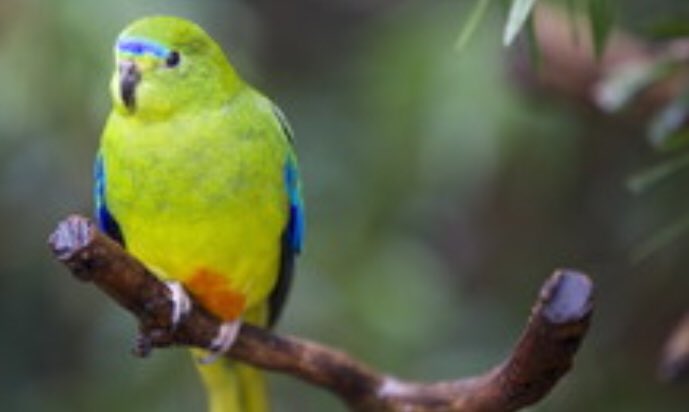 Today is national threatened species day. To learn more about what <a href="/ZoosVictoria/">Zoos Victoria</a> is doing to save some of Australia’s most vulnerable animals, take a listen to Fauna - a new podcast series out now. zoo.org.au/fauna #ThreatenedSpeciesDay